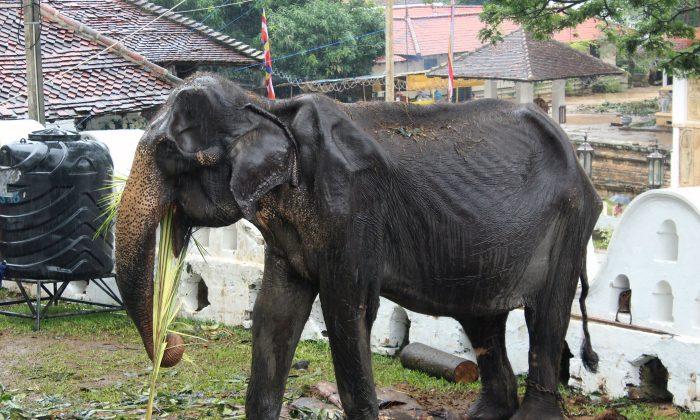 Sri Lankan Elephant Whose Photos Went Viral Later Collapsed, Says Minister