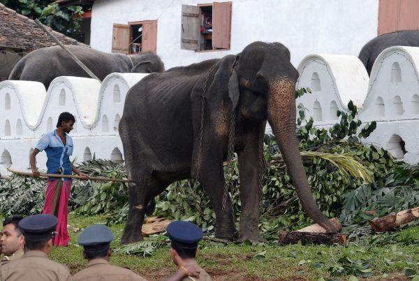 Sri Lankan elephant Tikiri, 70, stands at the Temple of the Tooth in the central city of Kandy on Aug. 14, 2019. (LAKRUWAN WANNIARACHCHI/AFP/Getty Images)