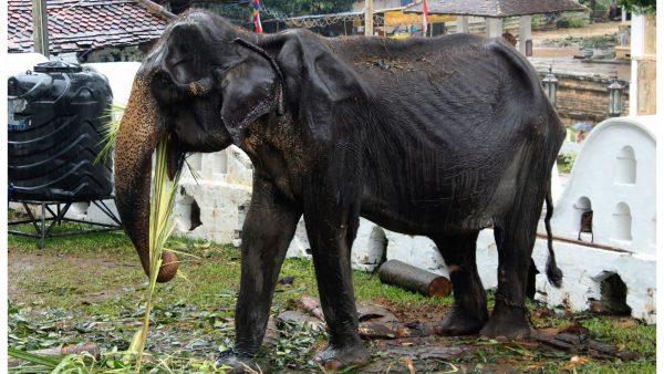70-year-old emaciated elephant Tikiri eating at the Temple of the Tooth in the central city of Kandy on Aug. 13, 2019. (STR/AFP/Getty Images)