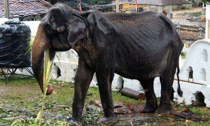 Heartbreaking Photographs Show Starving 70-Year-Old Elephant Forced to Perform in Sri Lankan Festival