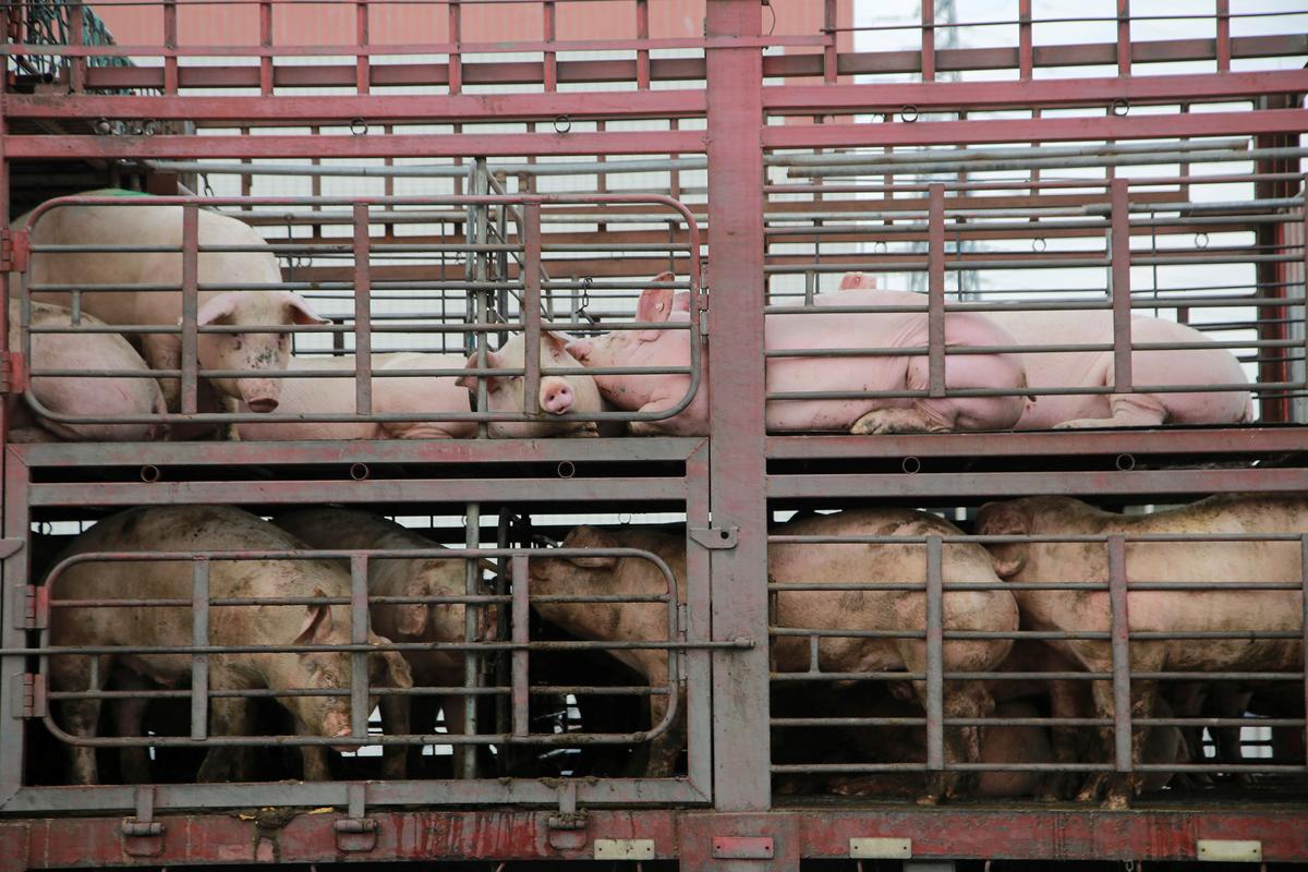 Pigs are seen on the back of a truck outside a slaughterhouse in Dongguan, Guangdong Province, China on Dec. 22, 2017. (Reuters)