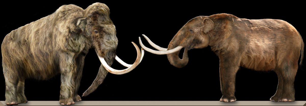 Comparison between a woolly mammoth (L) and an American mastodon (R) (<a href="https://en.wikipedia.org/wiki/Woolly_mammoth#/media/File:MammothVsMastodon.jpg">CC BY-SA 3.0/Wikimedia</a>)