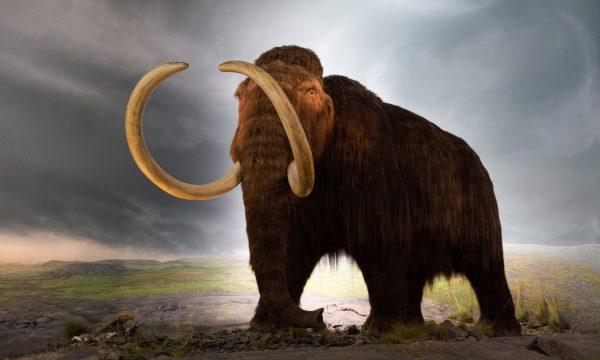 Model of a Woolly Mammoth at Royal BC Museum. (CC BY 2.0/Wikimedia)
