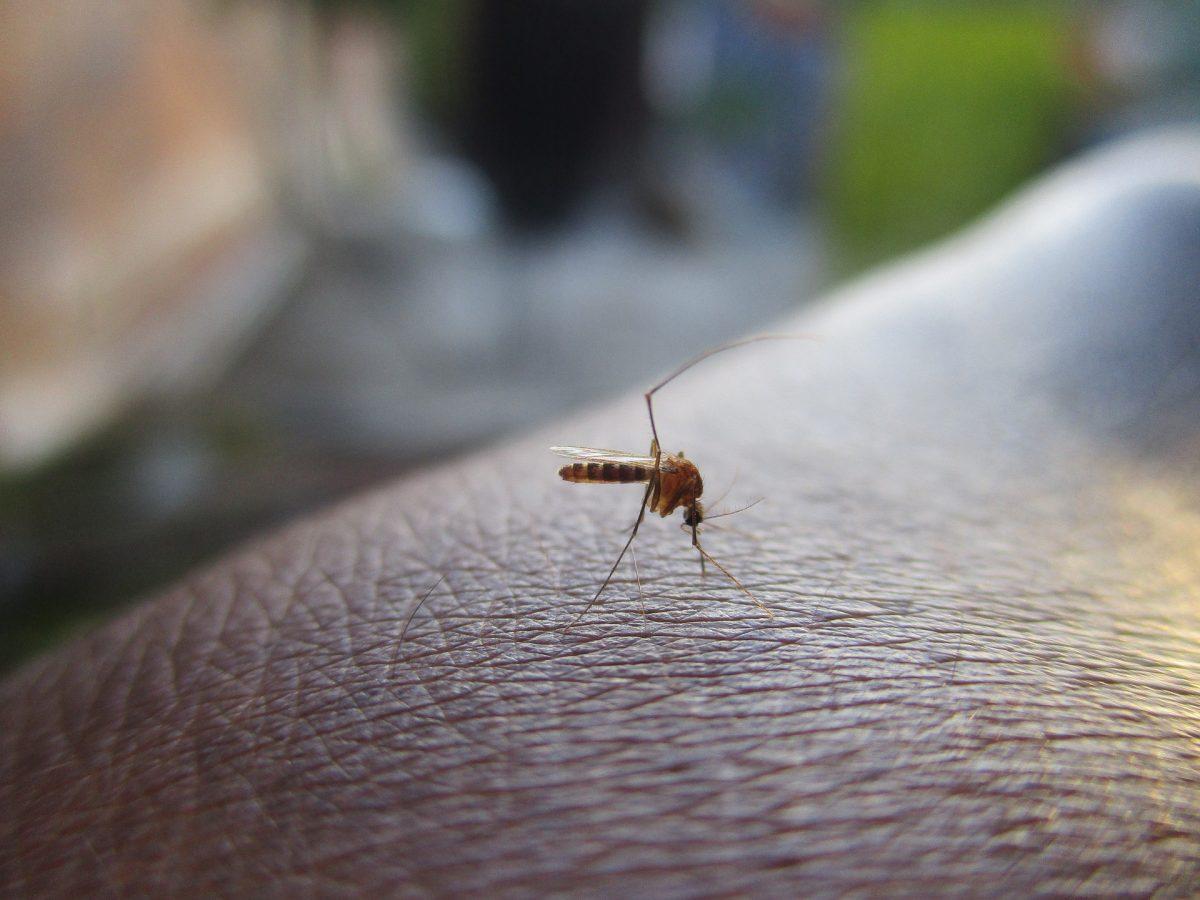 A stock photo of a mosquito on human skin. (Himas Rafeek/Pixabay)