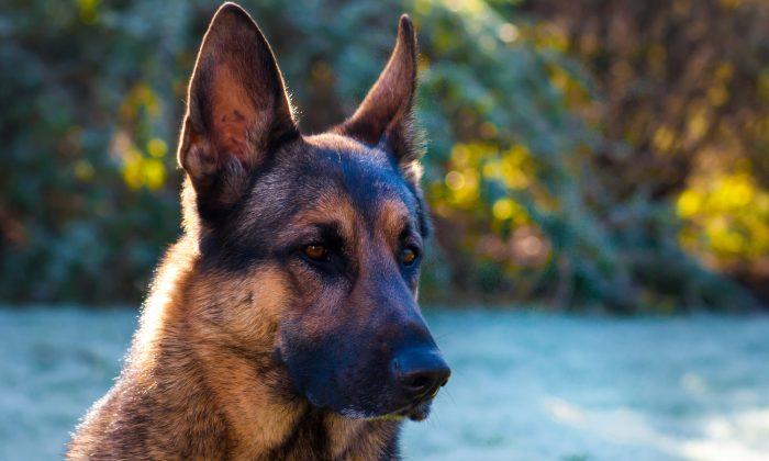 German Shepherd ‘Teaches’ Thief a Serious Lesson and Saves Owner’s Property