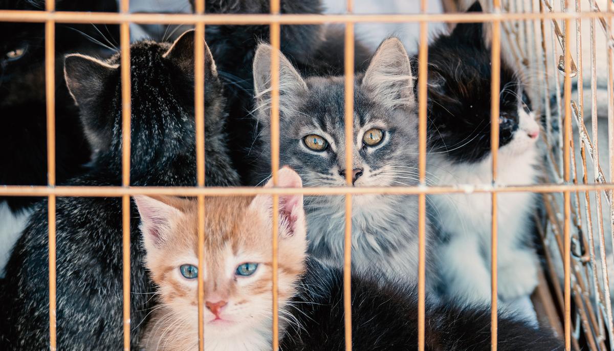 Humane Society Volunteers Rescue Over 600 Cats From Being Made Into Sausages in China