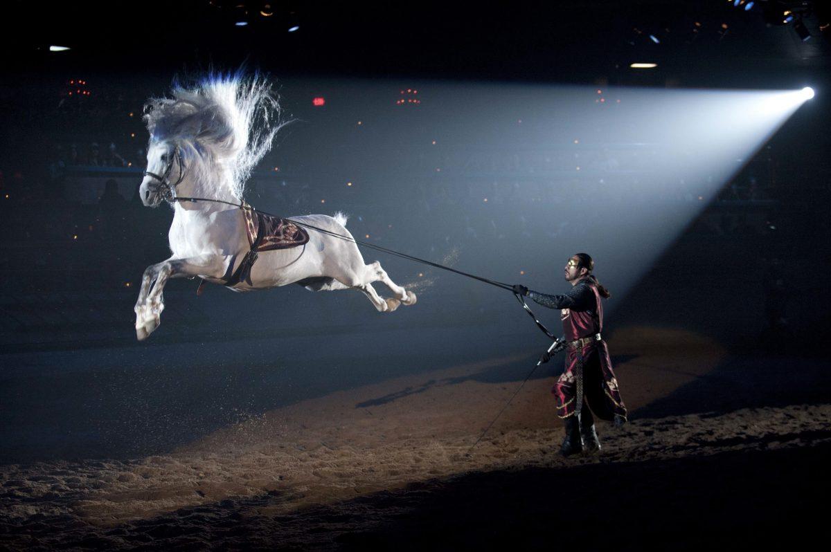 A horse at Medieval Times performs a capriole, leaping and kicking out its hind legs. (Courtesy of Medieval Times)