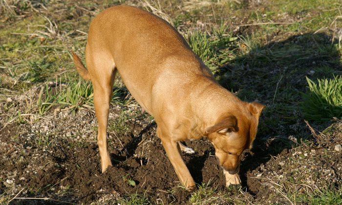 Mom Dog Desperately Hides 9 Puppies in Ditch From Cruel Owner Until Help Arrives