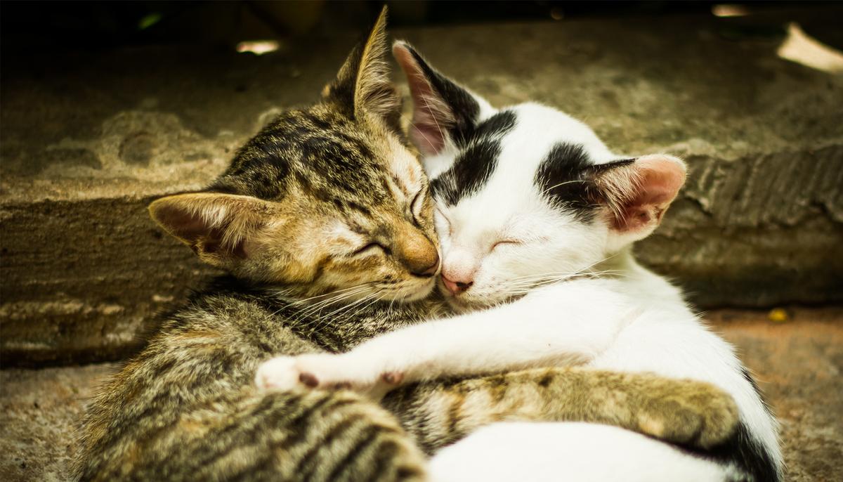Devastating Moment a Stray Cat Refuses to Leave Its Dead Companion Behind