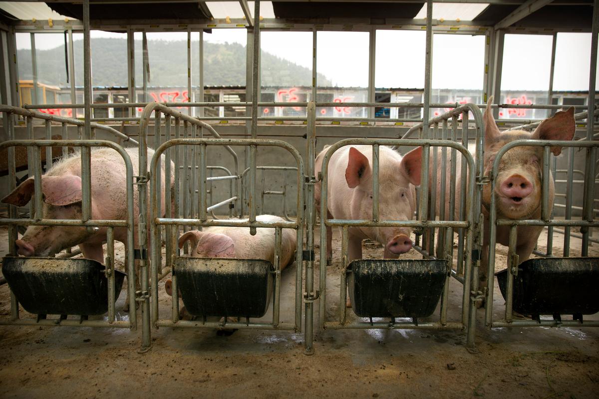 China Battling Swine Fever in More Regions