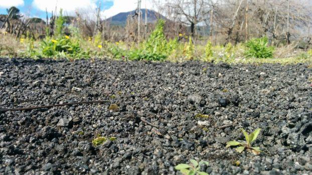 The volcanic soil contains over 230 minerals, which contribute to the resulting wines’ deep minerality and freshness. (Courtesy of Bosco de Medici)