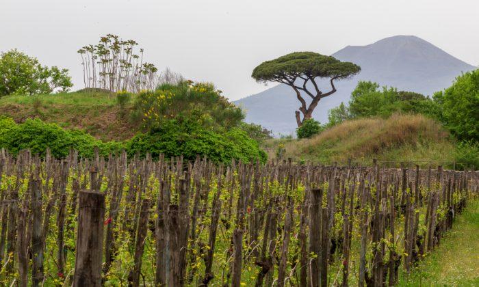 The Volcanic Wines of Vesuvio