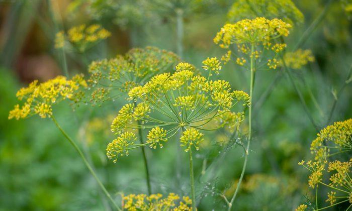 Food Memories: Fresh Dill and Summer Nostalgia