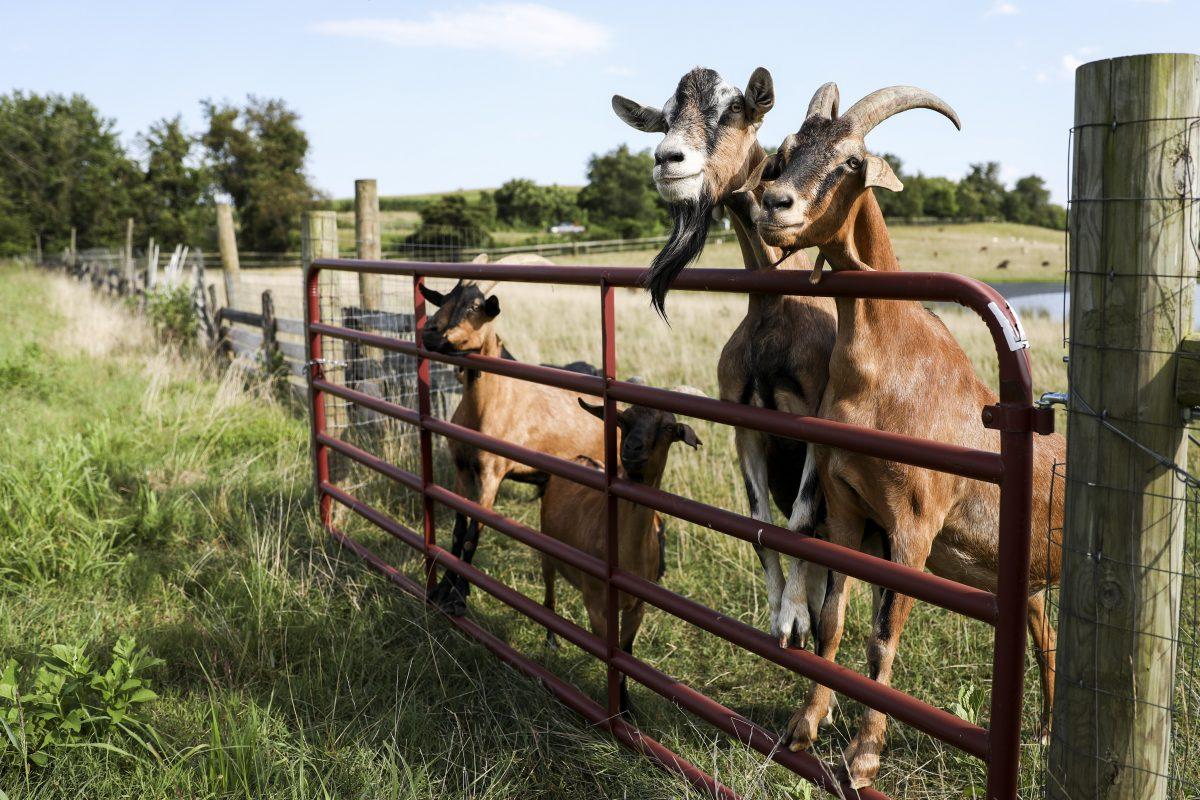 Goats at Liberty Farm in Paris, Va., on Aug. 8, 2019. (Samira Bouaou/The Epoch Times)