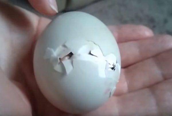 A duck egg hatched after a mother left it on a couple's porch (YouTube/loverof88)