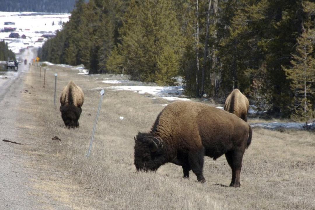 Video Shows a Giant Bison Ramming Into a Family’s Rental Car in Yellowstone