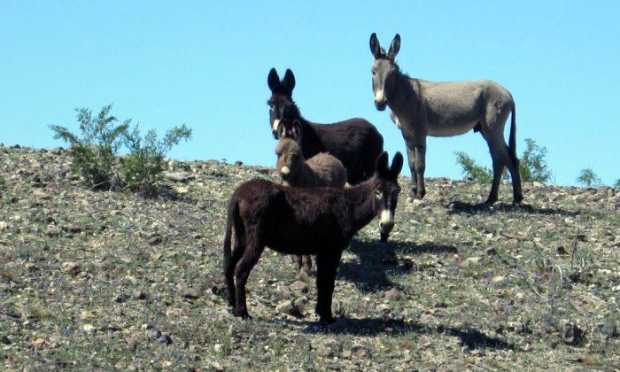 Reward Increases for Information on Poachers Suspected of Killing Wild Burros at the Mojave National Preserve