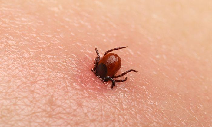 Parents Warn Others As Toddler Sinks Into Complete Paralysis After a Tick Bite