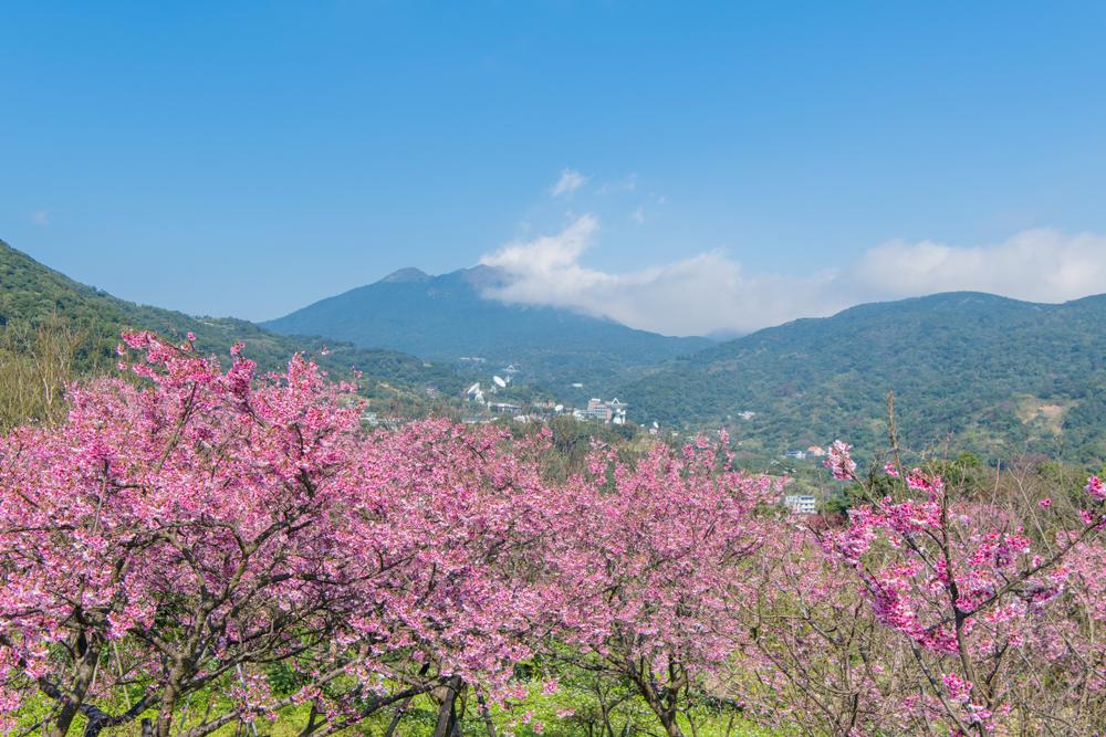 Cherry blossom season in Yangmingshan National Park. (Shutterstock)