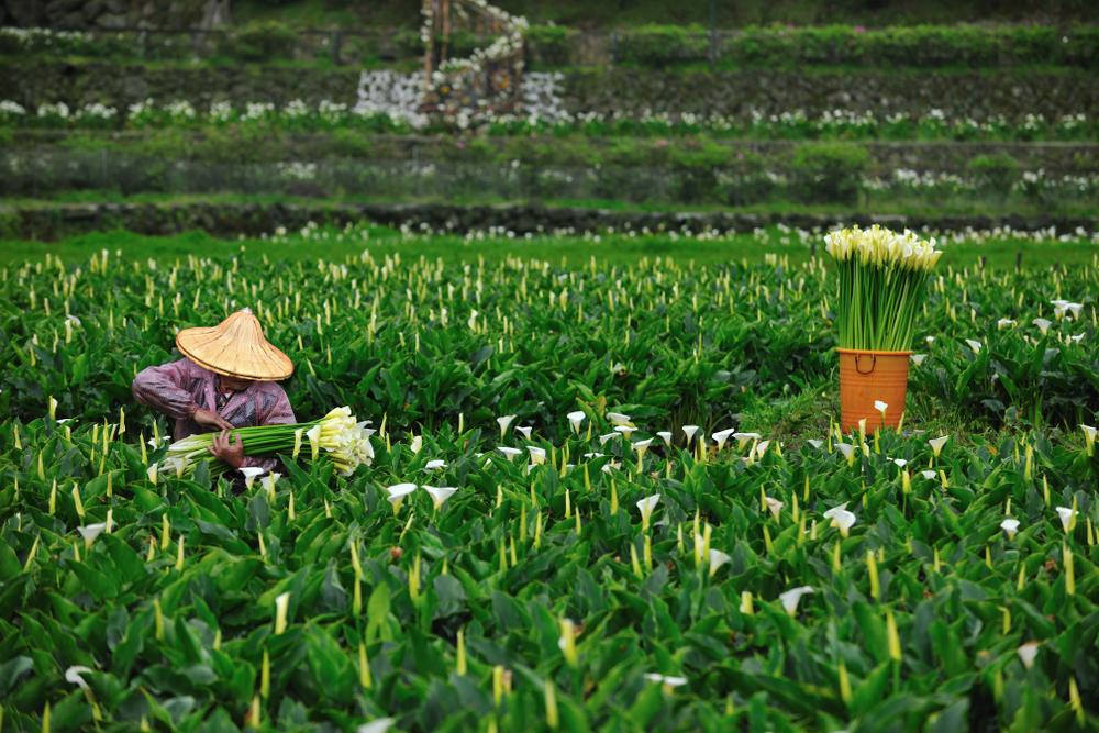 Calla lilies in bloom around Yangmingshan's Bamboo Lake. (Shutterstock)