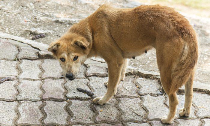 Dog Found Locked in Balcony for 2 Weeks Without Food or Water After Owners ‘Moved Out’