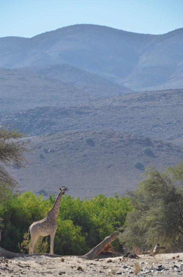 Sightings of larger animals such as elephants or giraffes became more frequent upon reaching the Kunene River, near the border with Angola. (Kevin Revolinski)