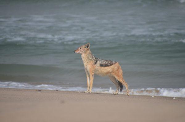A jackal on the beach. (Kevin Revolinski)