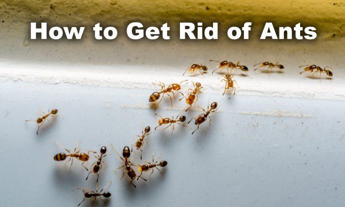 Got Ants? Try These 3 Natural and Effective Tricks to Never See Them in Your Home Again