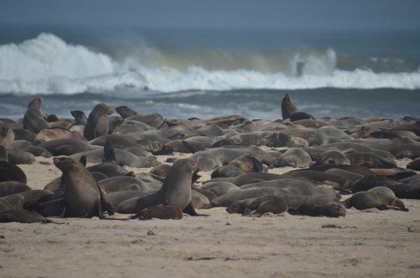 A colony of seals. (Kevin Revolinski)