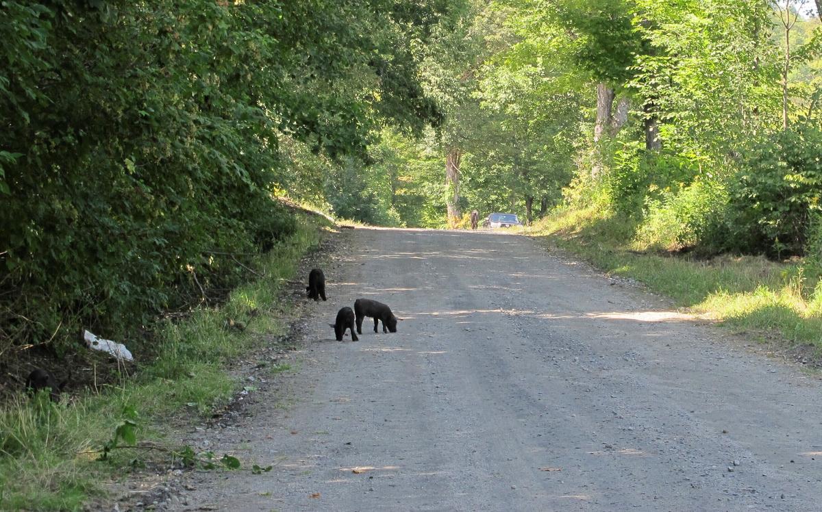 Piglets that escaped from a farm's fencing in Orange, Vt., walk up the road toward the farm on Aug. 29, 2019. Walter Jeffries of Sugar Mountain Farm says most of the 250 pigs that escaped earlier this month are back and the fence, which he said was damaged by vandals, has been fixed. (AP Photo/Lisa Rathke)