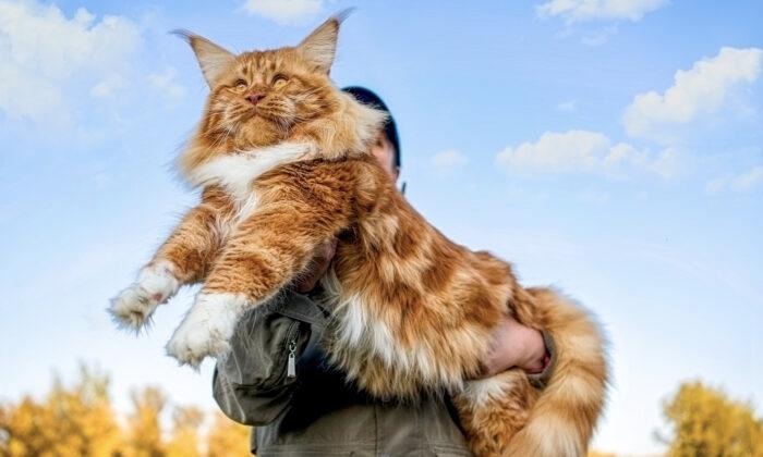 Meet Samson, the Largest Cat in New York City That Weighs 30lb and Is 4 Feet Long