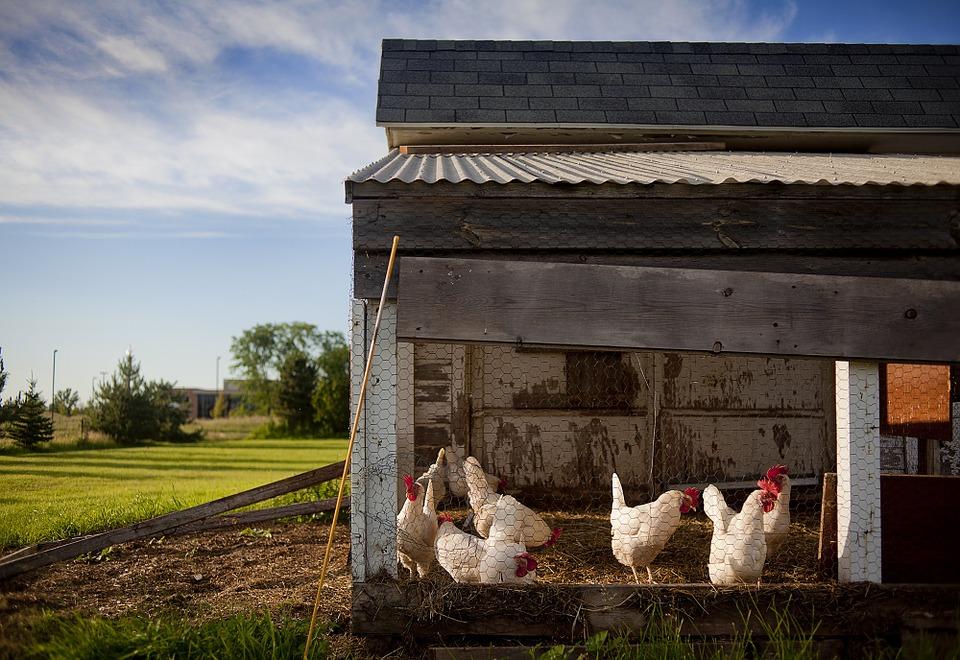 Stock image of a chicken coop. (Giallopudding/Pixabay)