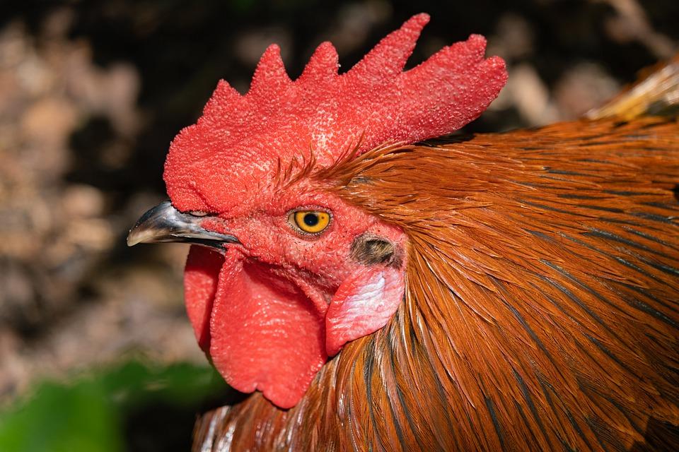 Stock image of a rooster. (NickyPe/Pixabay)