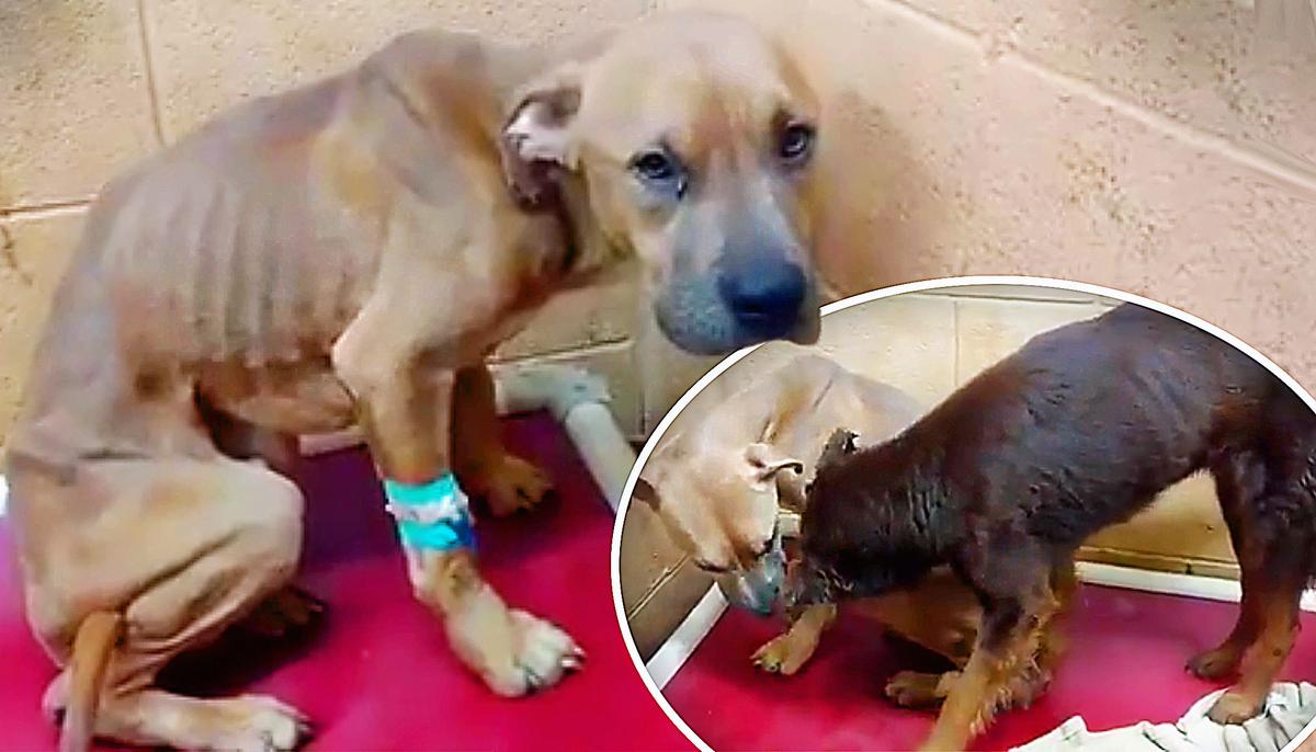 2 Abused Dogs Form Unbreakable Bond at Shelter–So They Find a Human Family to Adopt Both Together
