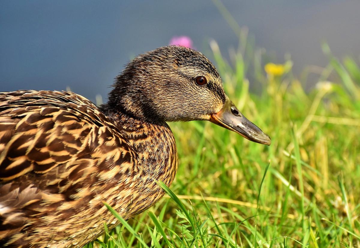 Stock photo of a duck. (Capri23auto/Pixabay)