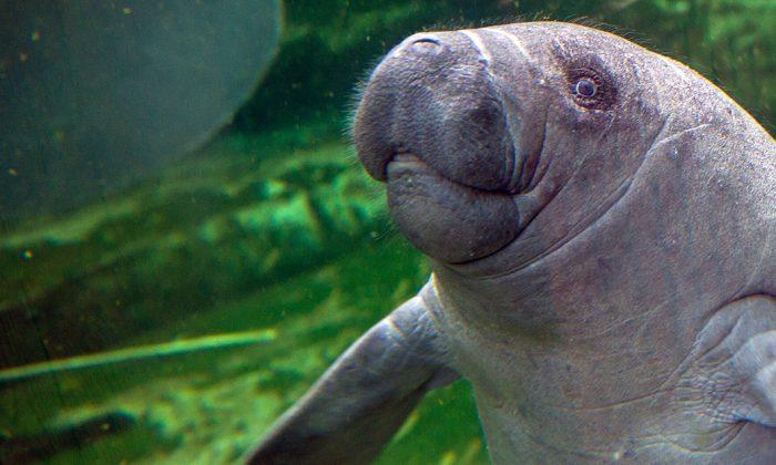 Video of Baby Manatee Being Fed After Surviving Hurricane Goes Viral
