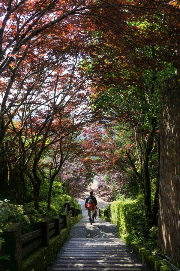 A tunnel of Japanese maple, on display from late spring to early fall at Taipingshan Villa. (Crystal Shi)