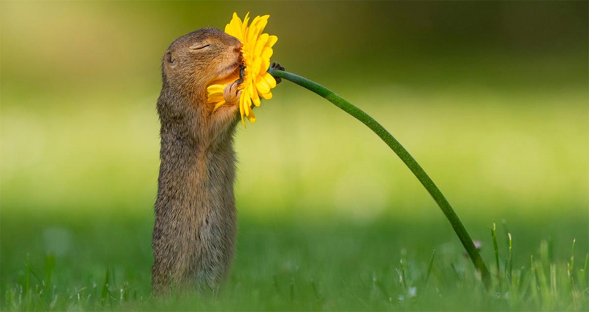 Impressive Photo of the Moment a Squirrel Sniffs a Flower Goes Viral