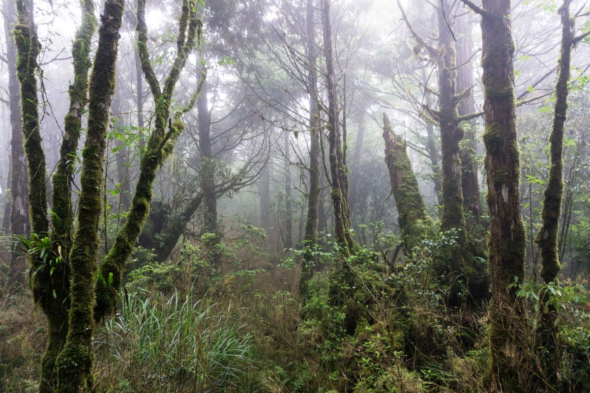 The forest shrouded in fog. (Crystal Shi)