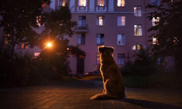 Dog Walks a Risky 4-Mile Trek Each Night to Get Leftovers and Run Back to Feed Friends
