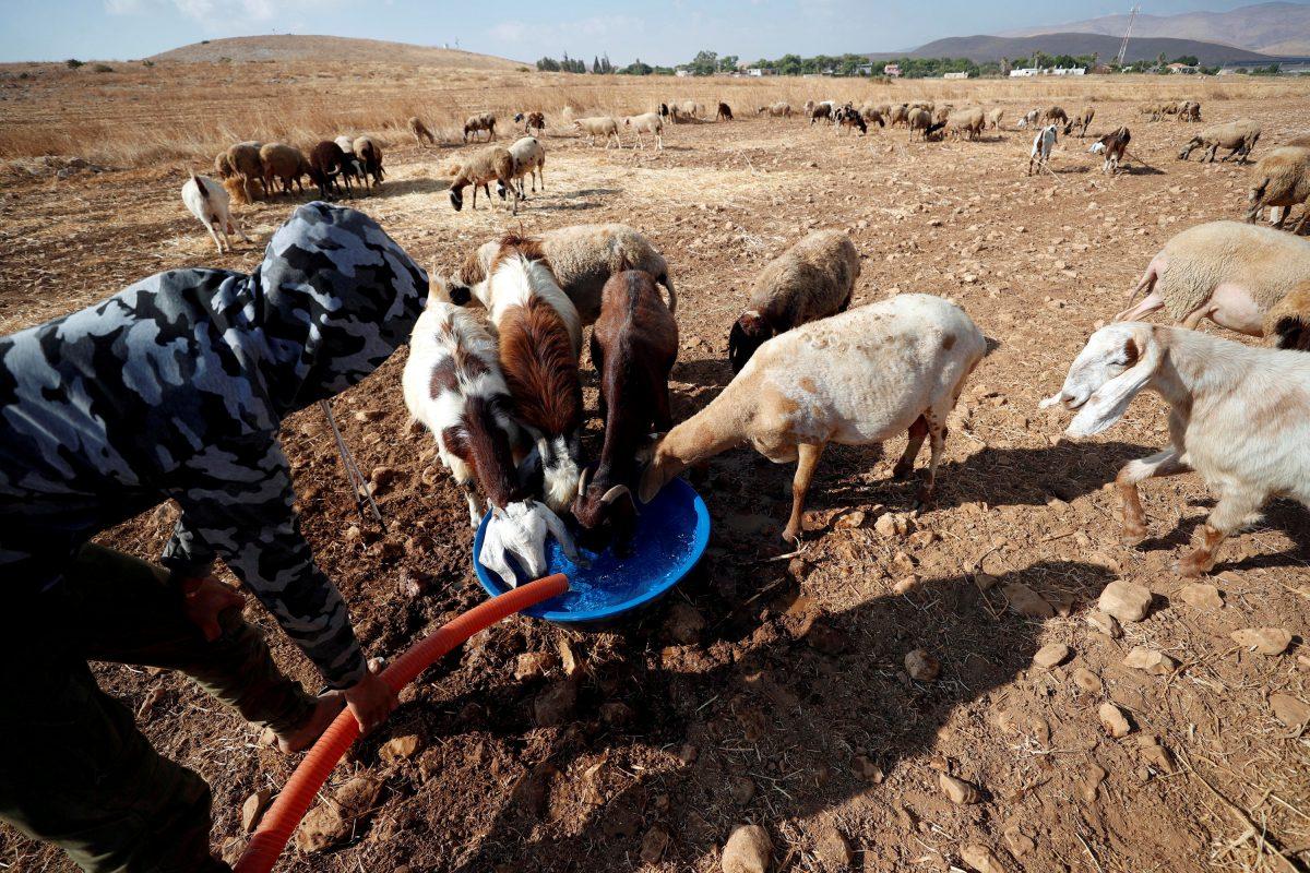 A Palestinian man gives water to goats and sheep in Jordan Valley in the Israeli-occupied West Bank on Aug. 21, 2019. (Mohamad Torokman/Reuters)