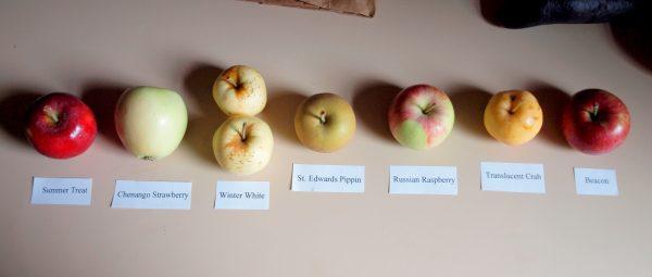 A selection of apples from the market. (Kevin Revolinski)
