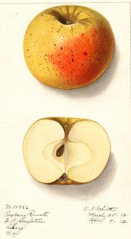 Roxbury Russet. (Courtesy of the U.S. Department of Agriculture Pomological Watercolor Collection. Rare and Special Collections, National Agricultural Library, Beltsville, MD 20705)