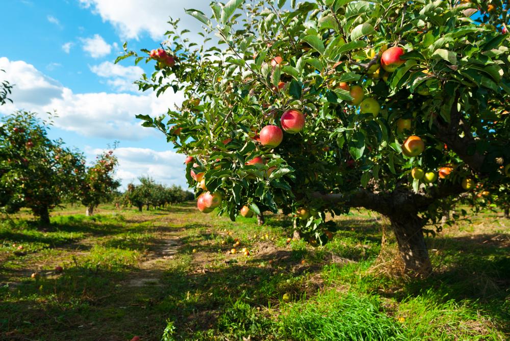 Orchards have saved many old apple varieties. (Shutterstock)