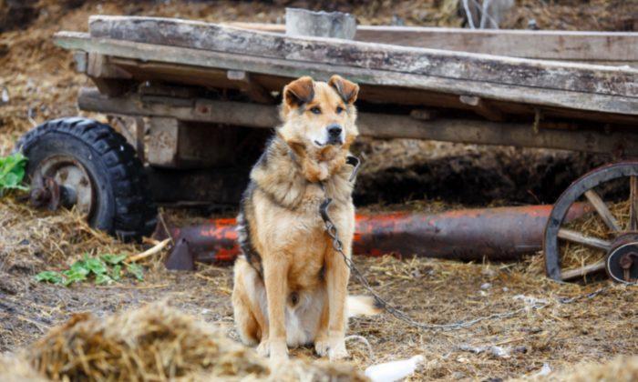 Dog Called ‘Untouchable’ by Owner Was Chained for 10 Days to a Trailer and Left to Die