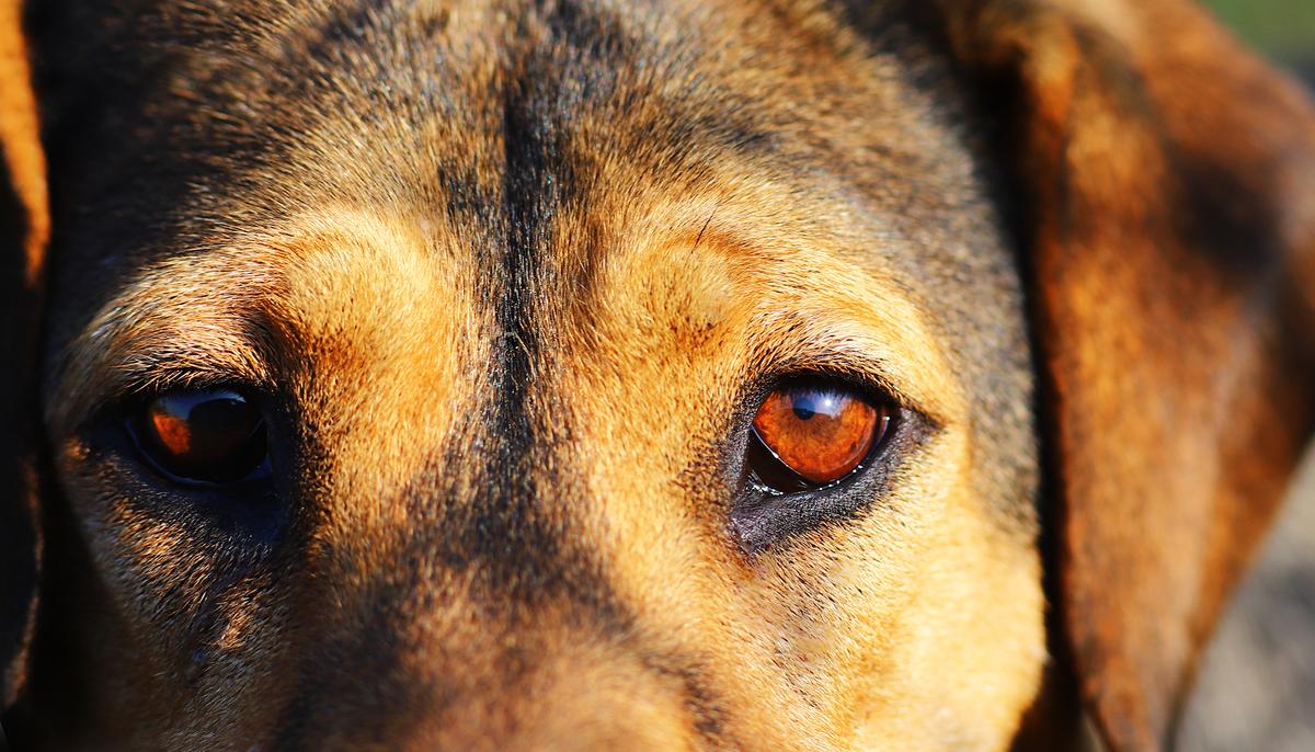 A Dog Pictured Riding a Bus by Itself Could Be Up for Adoption
