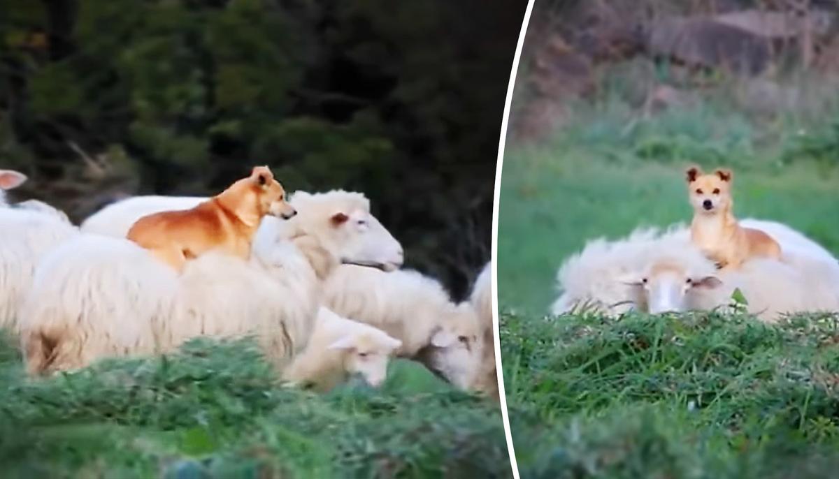 Sheepdog Gets Caught on Video Making Friends With Sheep, Going for Cozy Piggyback Ride