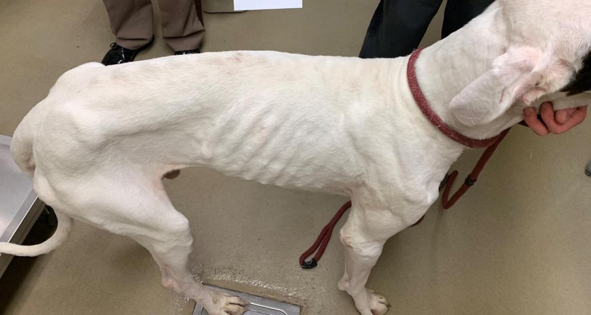 A starving Great Dane dog found by police at a home in St. Stephens Church, Virginia, on Aug. 27, 2019. (King & Queen County Sheriff's Office)