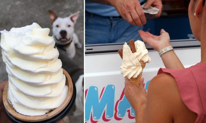 Pit Bull Runs Over to Ice Cream Truck and Patiently Waits in Line for Vanilla Cone