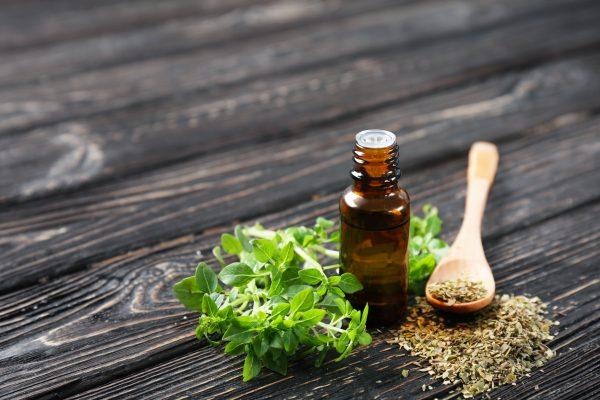 Of all the herbal plants that have been studied to date, the oregano plant has proven to be the most powerful and effective natural antibiotic available. (Africa Studio/Shutterstock)